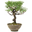 Pinus thunbergii, 28 cm, ± 20 ans