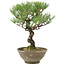 Pinus thunbergii, 28 cm, ± 20 jaar oud