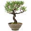 Pinus thunbergii, 28 cm, ± 20 años