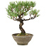 Pinus thunbergii, 28 cm, ± 20 jaar oud