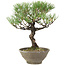 Pinus thunbergii, 28 cm, ± 20 anni