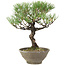 Pinus thunbergii, 28 cm, ± 20 Jahre alt