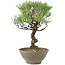 Pinus thunbergii, 28 cm, ± 20 jaar oud