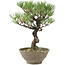 Pinus thunbergii, 28 cm, ± 20 jaar oud