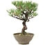 Pinus thunbergii, 28 cm, ± 20 Jahre alt