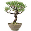 Pinus thunbergii, 28 cm, ± 20 jaar oud