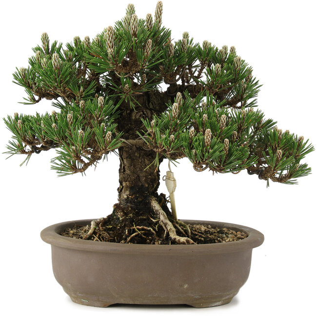 Pinus thunbergii Kotobuki, 27 cm, ± 25 años