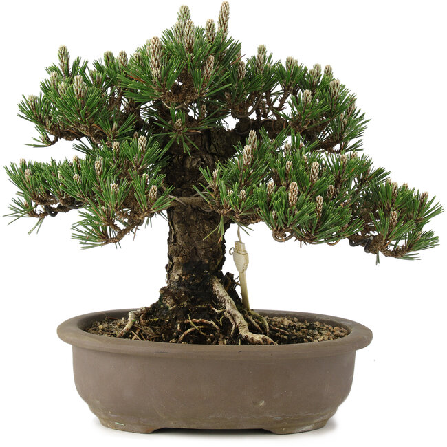 Pinus thunbergii Kotobuki, 27 cm, ± 25 ans