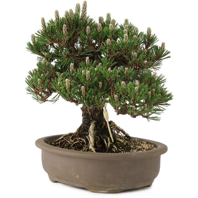 Pinus thunbergii Kotobuki, 27 cm, ± 25 jaar oud