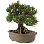 Pinus thunbergii Kotobuki, 27 cm, ± 25 años