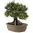 Pinus thunbergii Kotobuki, 27 cm, ± 25 Jahre alt