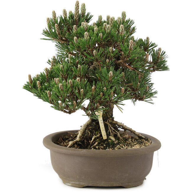 Pinus thunbergii Kotobuki, 27 cm, ± 25 years old