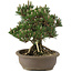 Pinus thunbergii Kotobuki, 27 cm, ± 25 anni