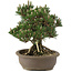 Pinus thunbergii Kotobuki, 27 cm, ± 25 Jahre alt