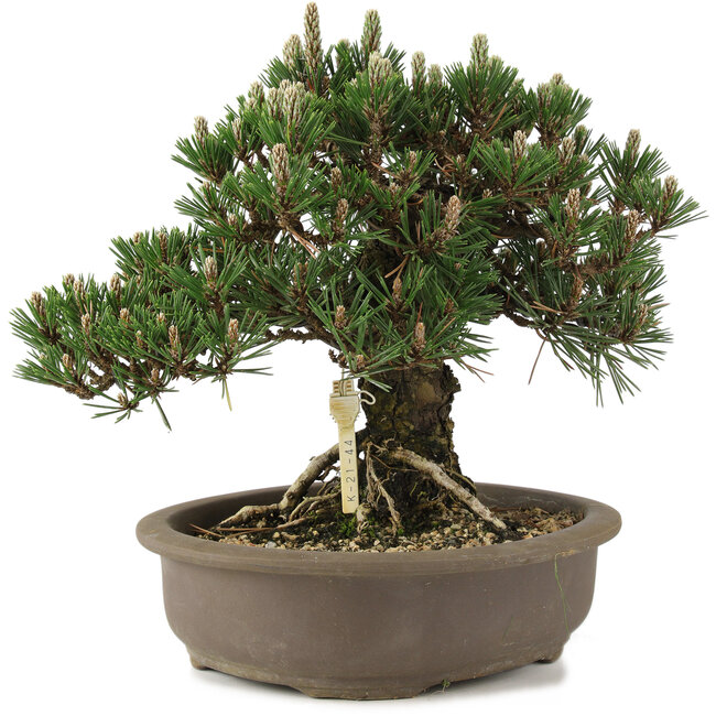 Pinus thunbergii Kotobuki, 27 cm, ± 25 ans