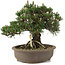 Pinus thunbergii Kotobuki, 27 cm, ± 25 jaar oud