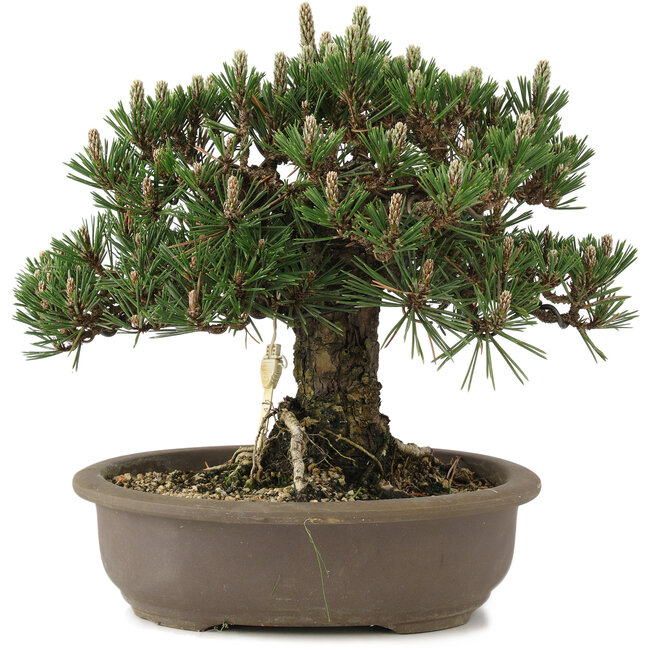 Pinus thunbergii Kotobuki, 27 cm, ± 25 ans