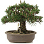 Pinus thunbergii Kotobuki, 27 cm, ± 25 anni