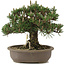 Pinus thunbergii Kotobuki, 27 cm, ± 25 jaar oud
