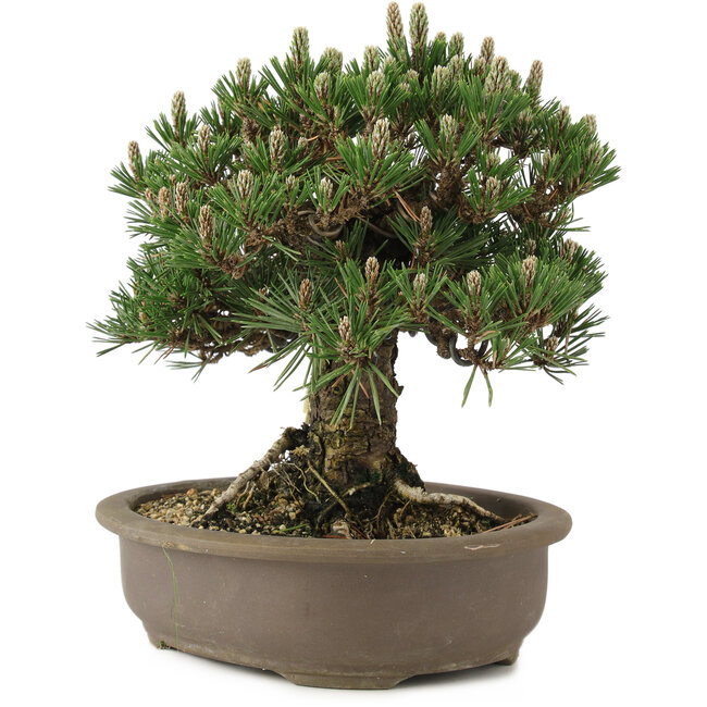 Pinus thunbergii Kotobuki, 27 cm, ± 25 anni