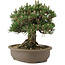 Pinus thunbergii Kotobuki, 27 cm, ± 25 jaar oud