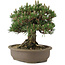 Pinus thunbergii Kotobuki, 27 cm, ± 25 Jahre alt