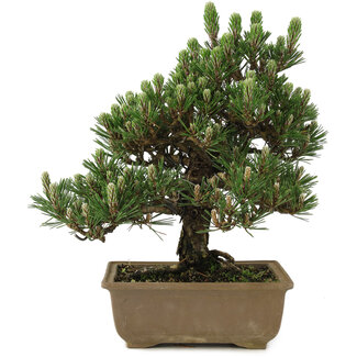 Pinus thunbergii Kotobuki, 25 cm, ± 25 years old