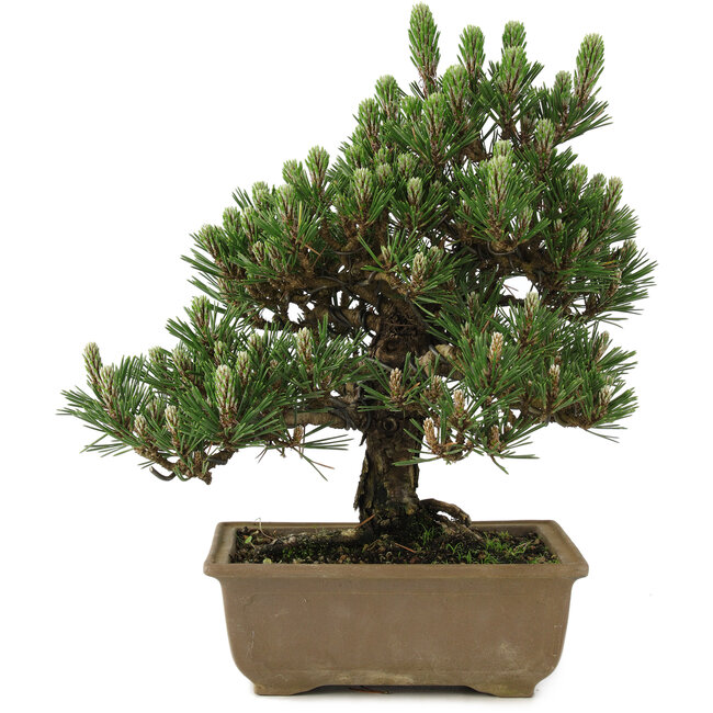 Pinus thunbergii Kotobuki, 25 cm, ± 25 años