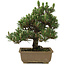 Pinus thunbergii Kotobuki, 25 cm, ± 25 anni