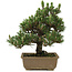 Pinus thunbergii Kotobuki, 25 cm, ± 25 ans