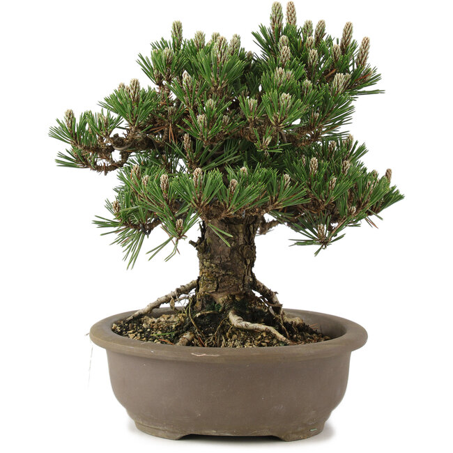 Pinus thunbergii Kotobuki, 27 cm, ± 25 Jahre alt