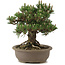 Pinus thunbergii Kotobuki, 27 cm, ± 25 anni