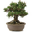 Pinus thunbergii Kotobuki, 27 cm, ± 25 years old