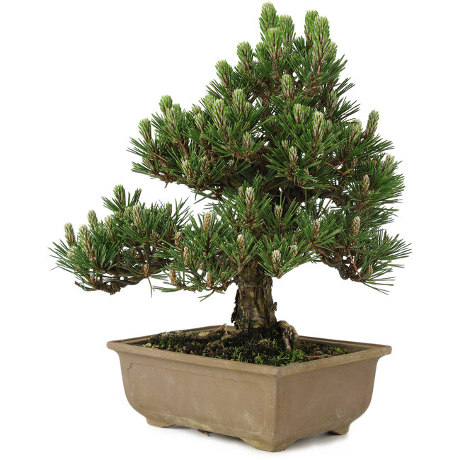 Pinus thunbergii Kotobuki, 25 cm, ± 25 años