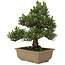 Pinus thunbergii Kotobuki, 25 cm, ± 25 jaar oud