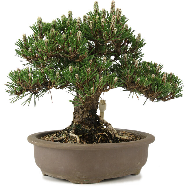 Pinus thunbergii Kotobuki, 27 cm, ± 25 jaar oud