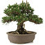 Pinus thunbergii Kotobuki, 27 cm, ± 25 años