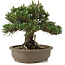 Pinus thunbergii Kotobuki, 27 cm, ± 25 jaar oud