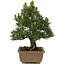 Pinus thunbergii Kotobuki, 25 cm, ± 25 años