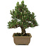 Pinus thunbergii Kotobuki, 25 cm, ± 25 years old