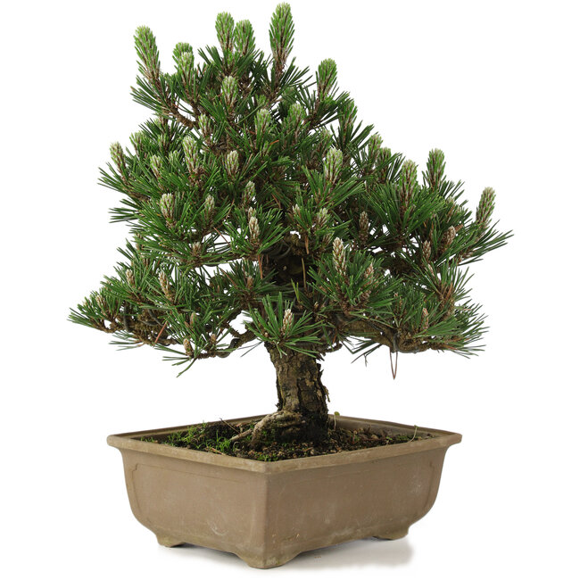 Pinus thunbergii Kotobuki, 25 cm, ± 25 Jahre alt