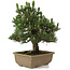 Pinus thunbergii Kotobuki, 25 cm, ± 25 ans