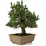 Pinus thunbergii Kotobuki, 25 cm, ± 25 jaar oud