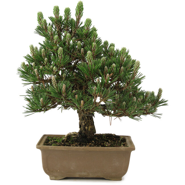 Pinus thunbergii Kotobuki, 25 cm, ± 25 ans