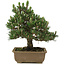 Pinus thunbergii Kotobuki, 25 cm, ± 25 años