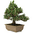 Pinus thunbergii Kotobuki, 25 cm, ± 25 años