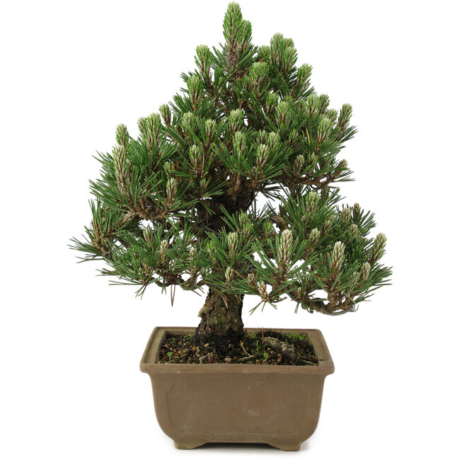 Pinus thunbergii Kotobuki, 25 cm, ± 25 años