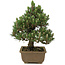 Pinus thunbergii Kotobuki, 25 cm, ± 25 años