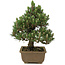 Pinus thunbergii Kotobuki, 25 cm, ± 25 jaar oud