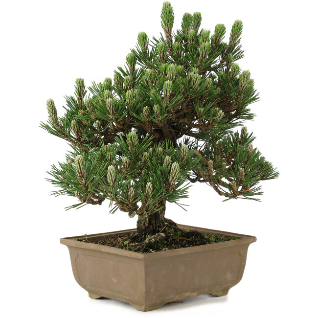 Pinus thunbergii Kotobuki, 25 cm, ± 25 Jahre alt